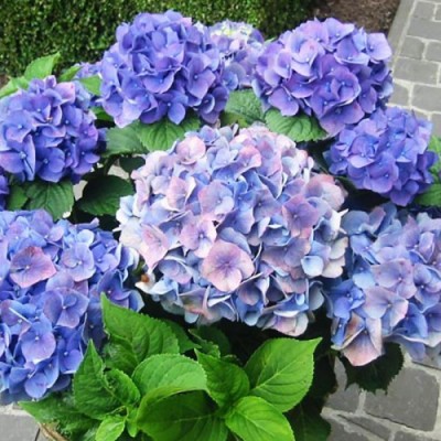 Саженцы Гортензии "Блауэр цверг": цена и описание сорта